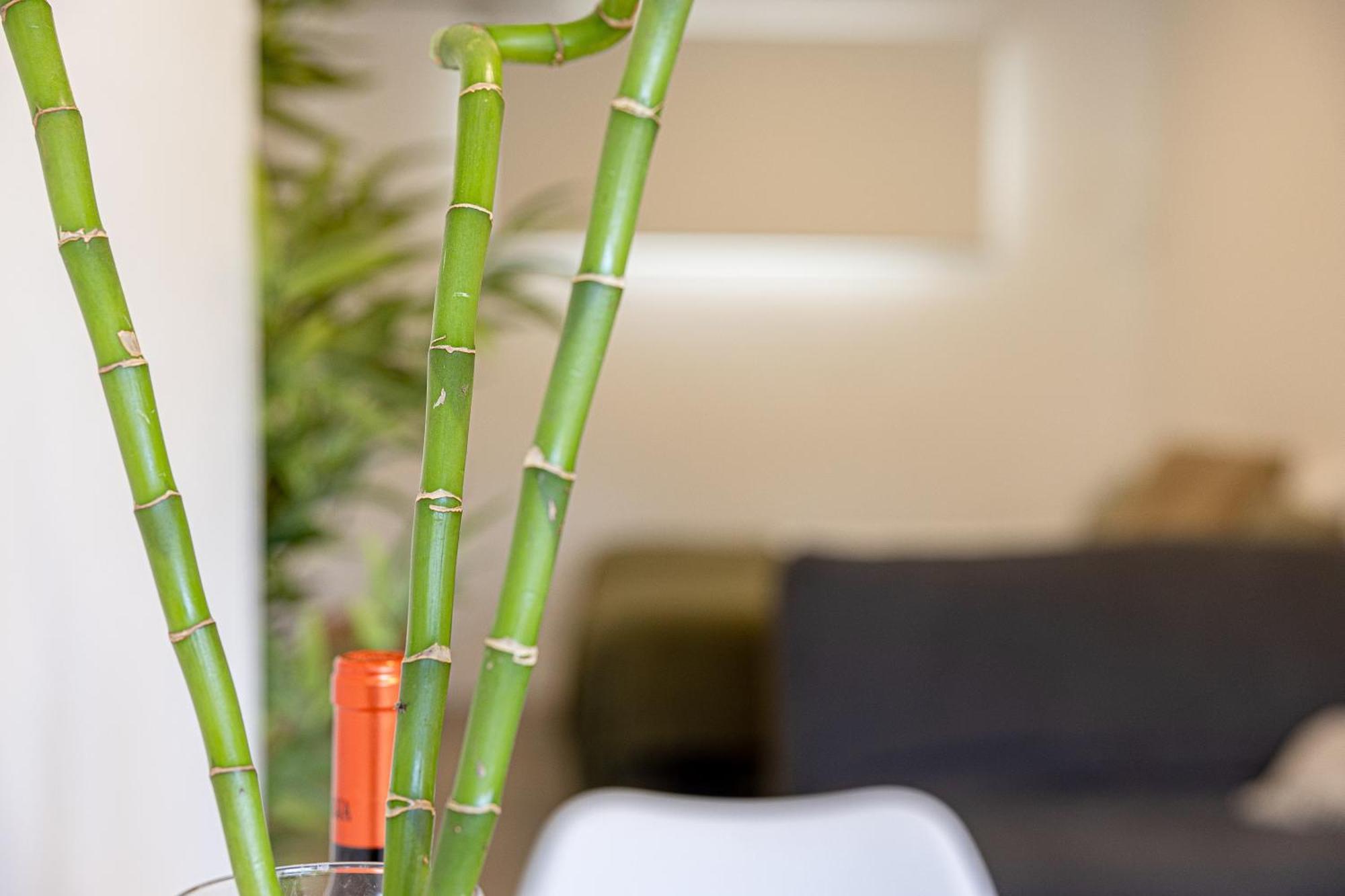 Bambu Suites Vegueta Alquiler Por Habitacion لاس بالماس دي غران كاناريا المظهر الخارجي الصورة